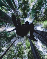 A person is captured in mid-air against a backdrop of towering trees reaching towards the sky. The perspective is from below, looking up into a canopy of lush green leaves with sunlight filtering through.