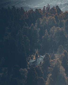 A serene modern home nestled among tall trees with sunlight filtering through.