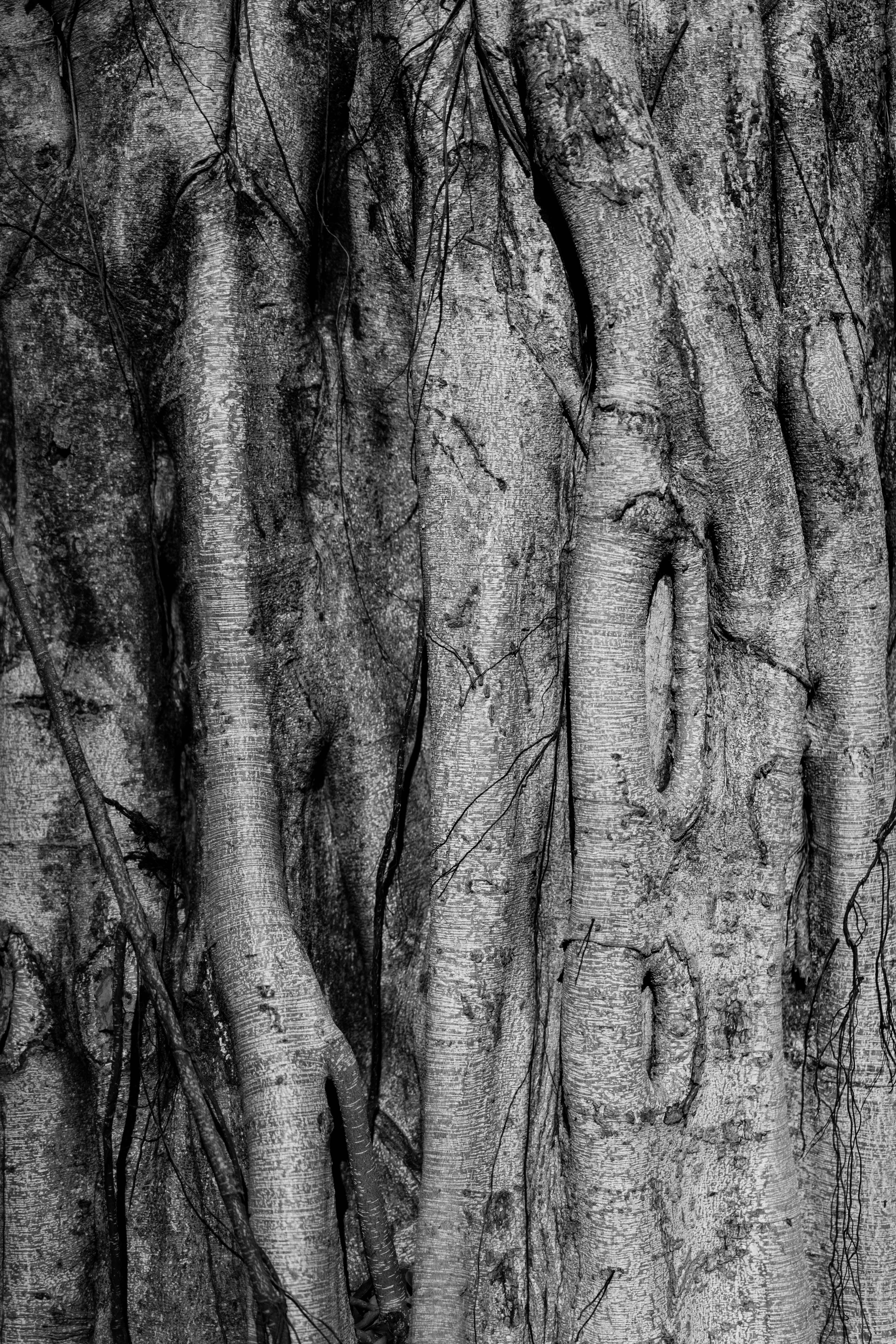 Photo by severusflint