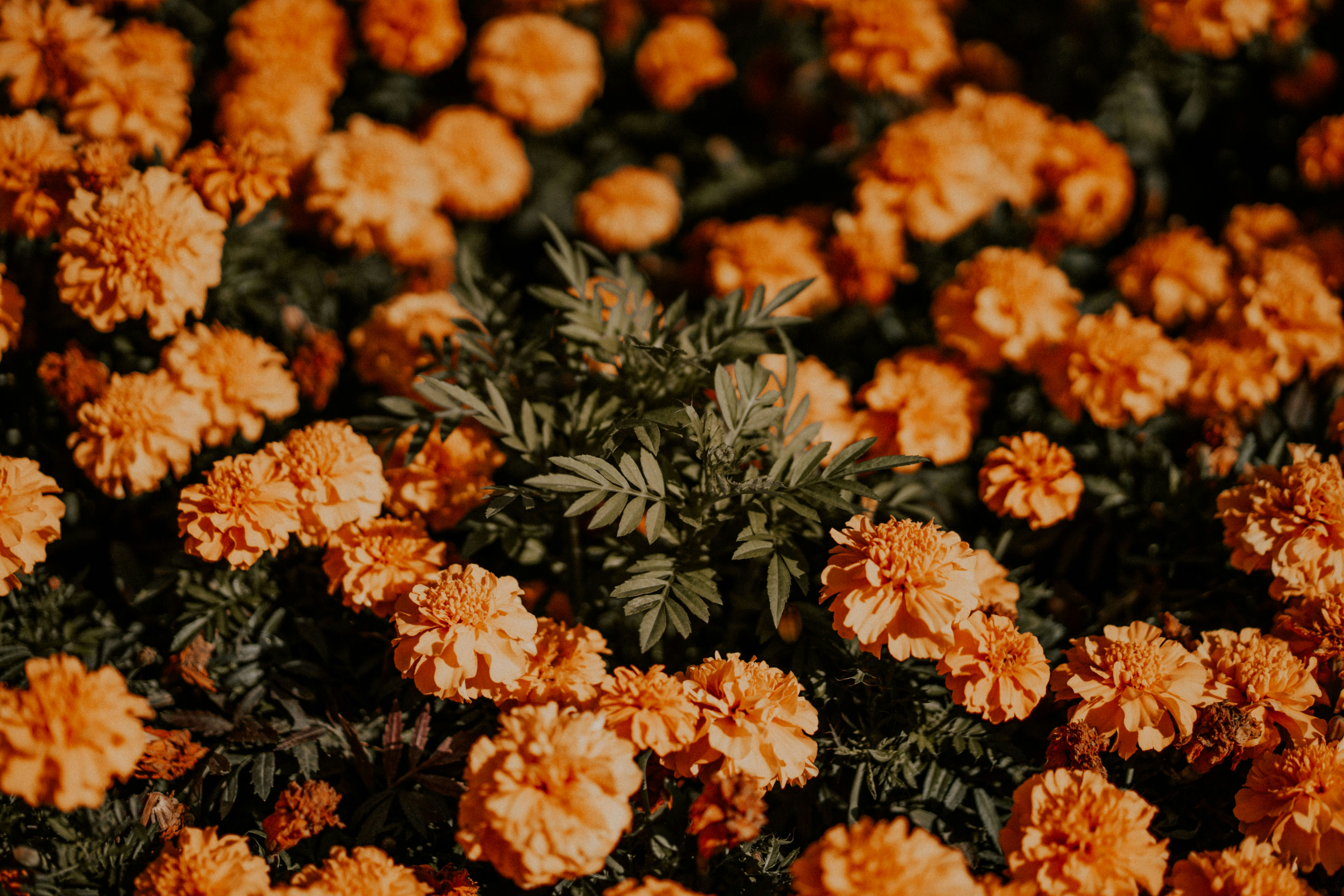 Photo by severusflint