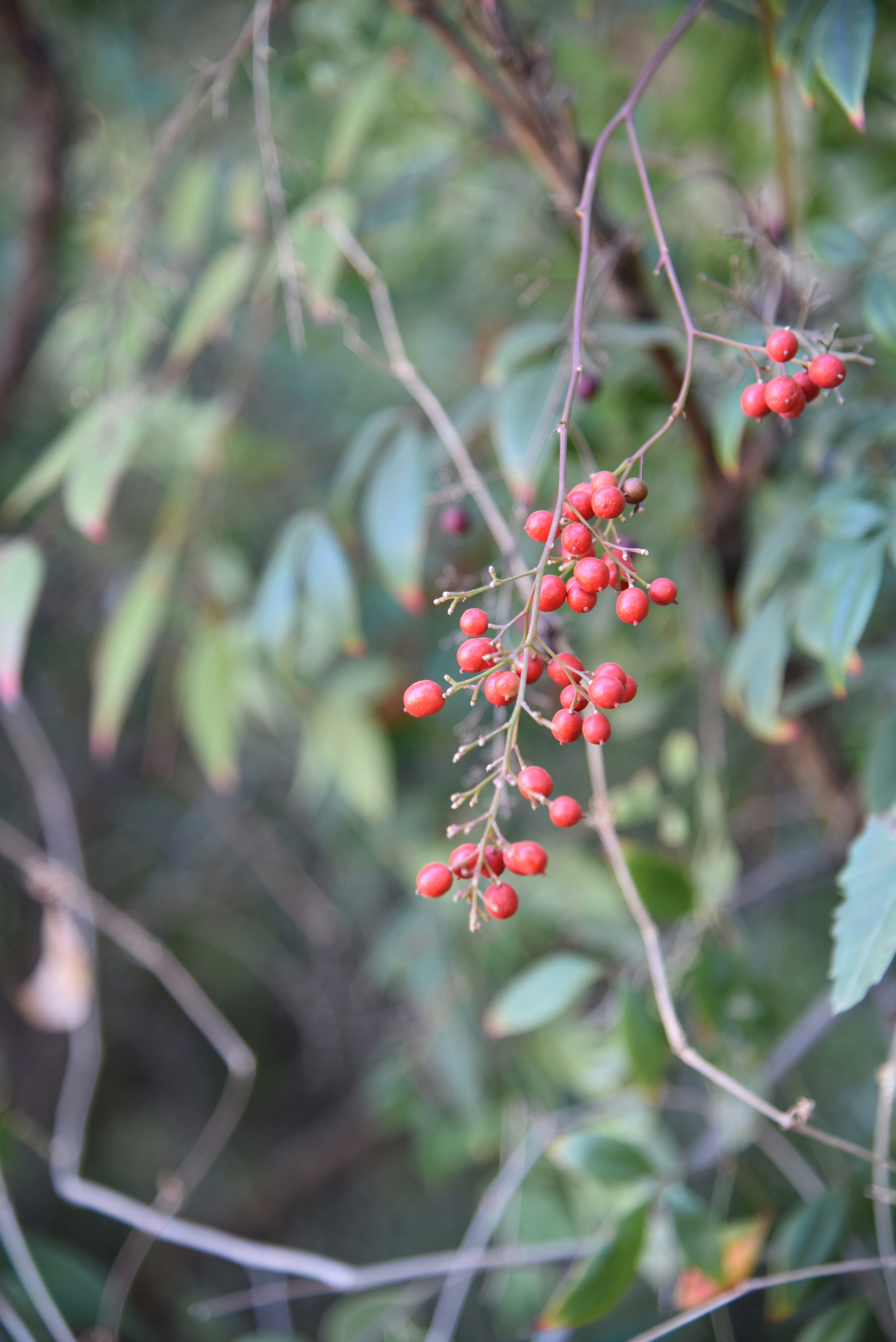 Photo by kameliahayati