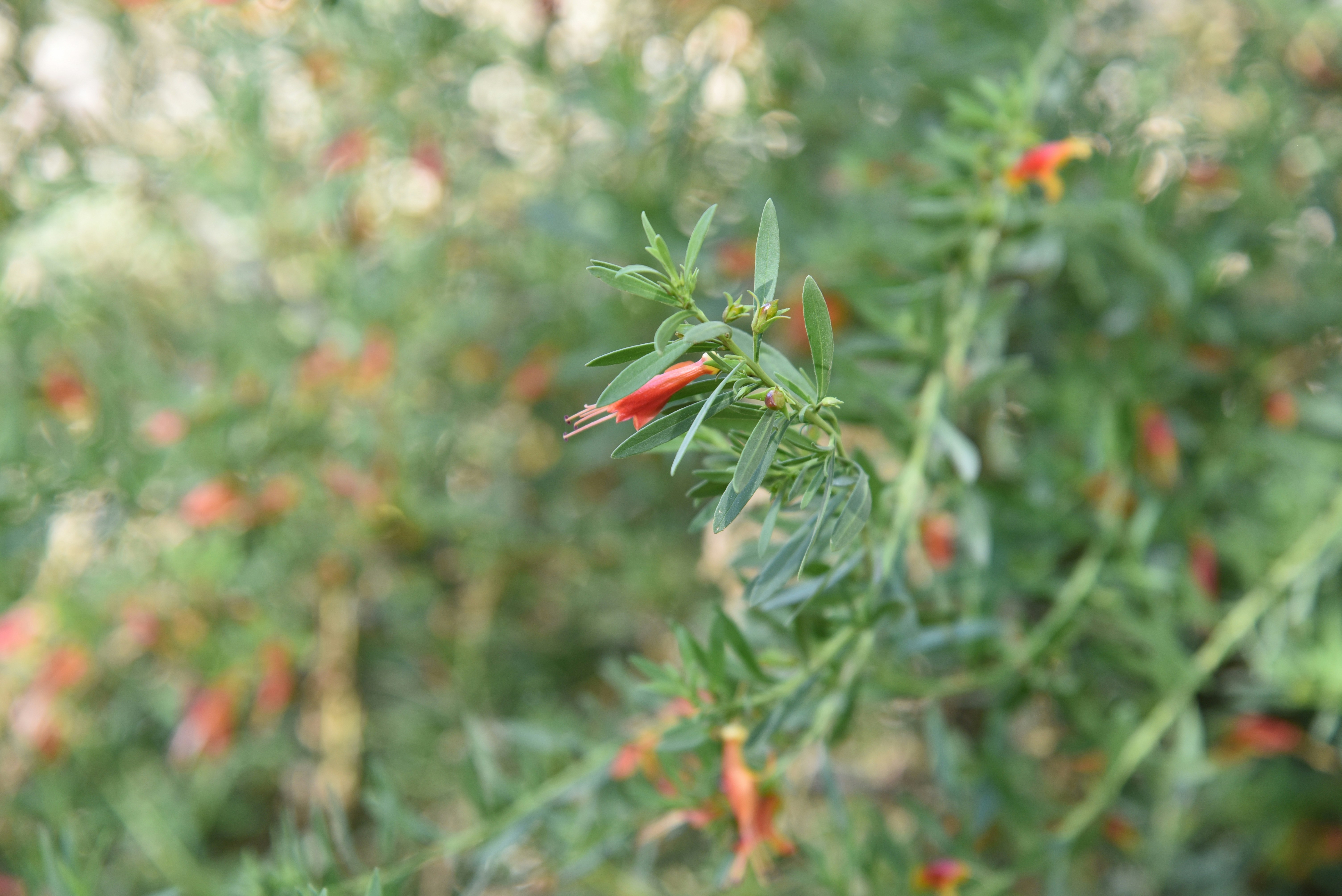 Photo by kameliahayati