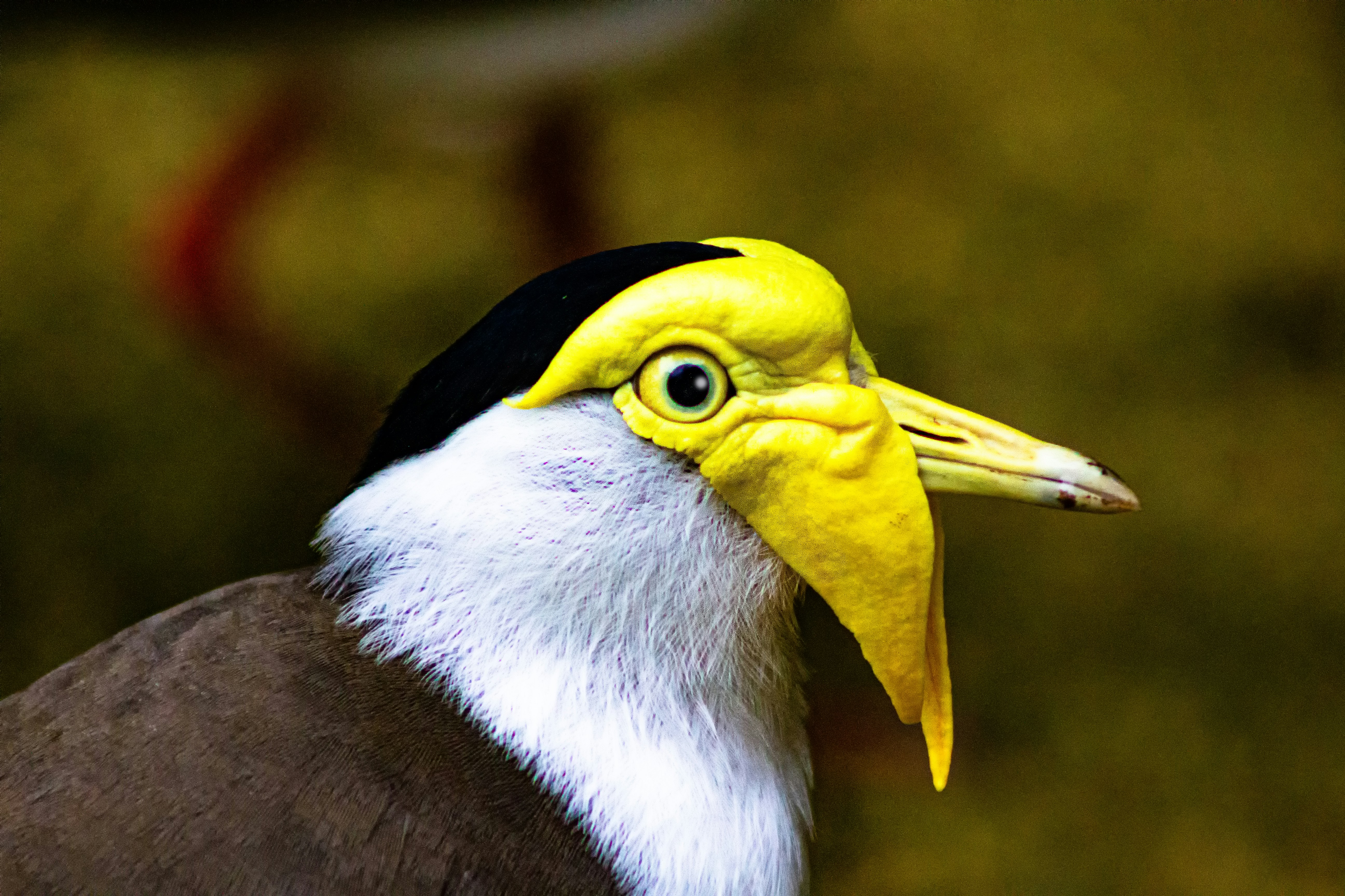 yellow white and black bird