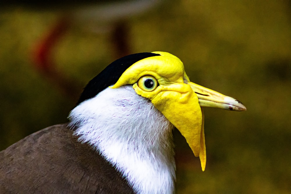 yellow white and black bird