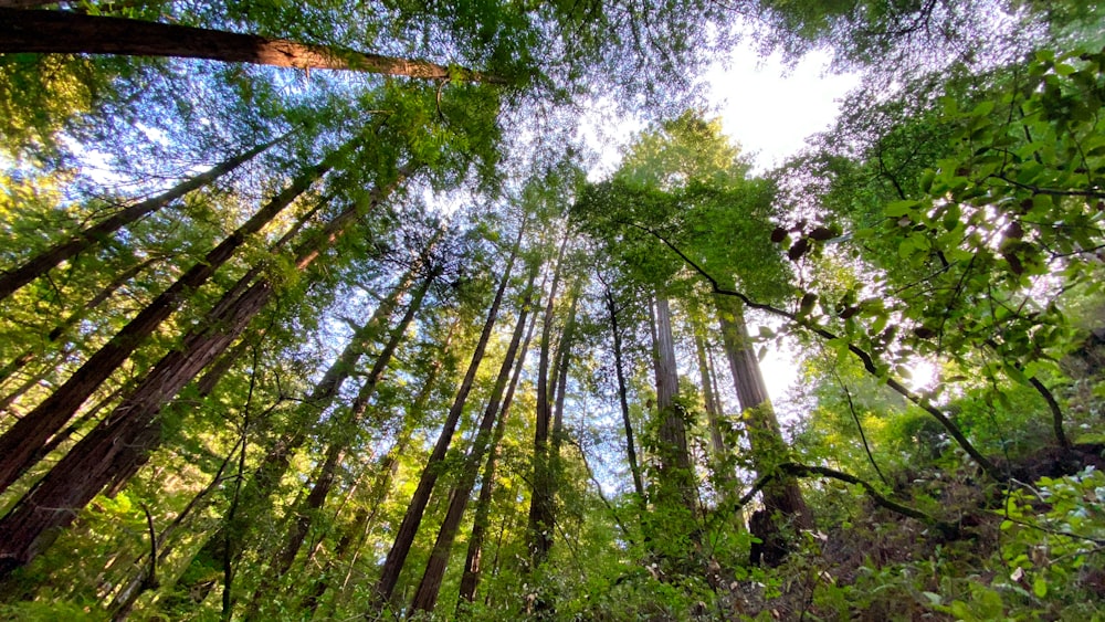 low angle photography of green trees during daytime