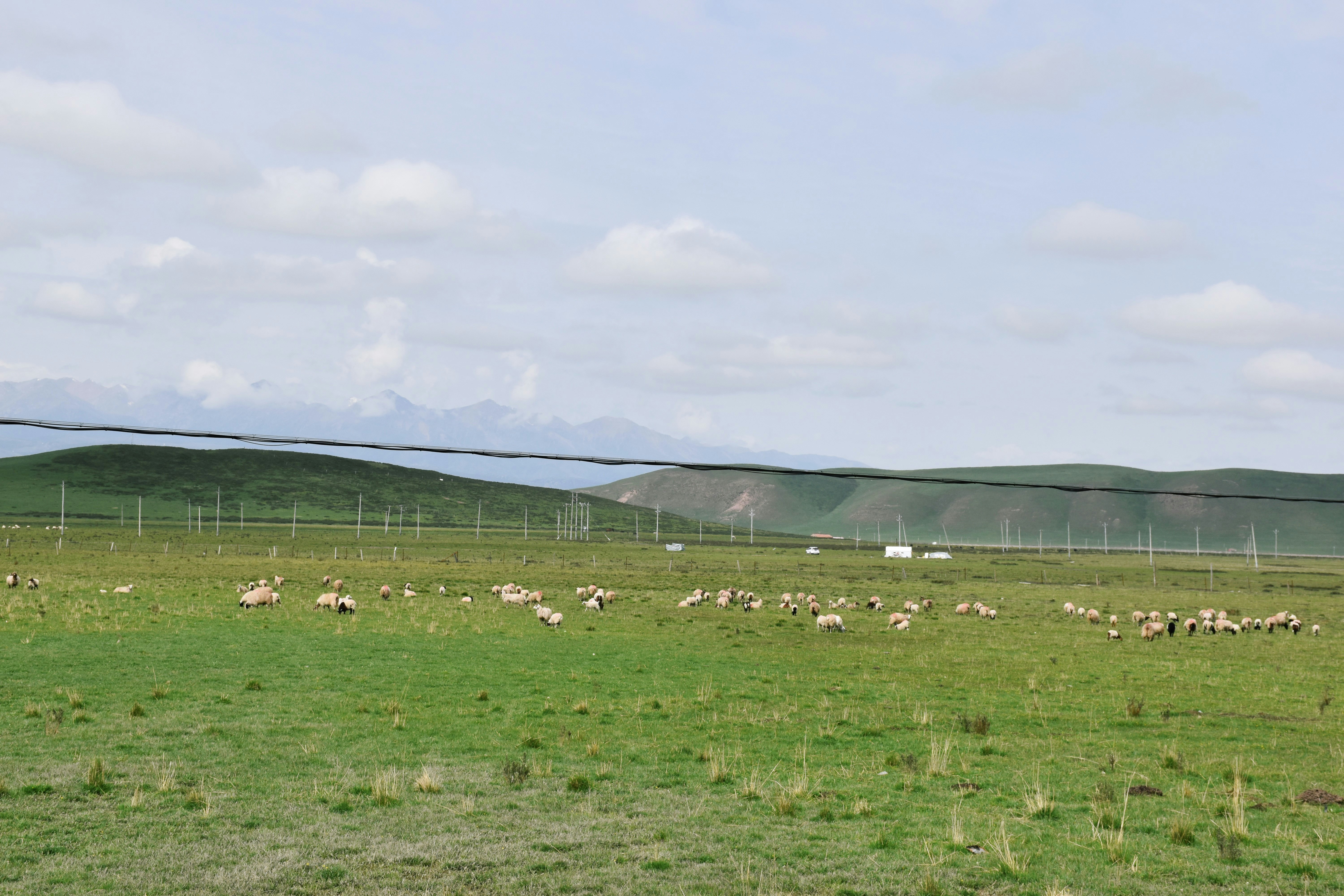 green grass field under white sky during daytime