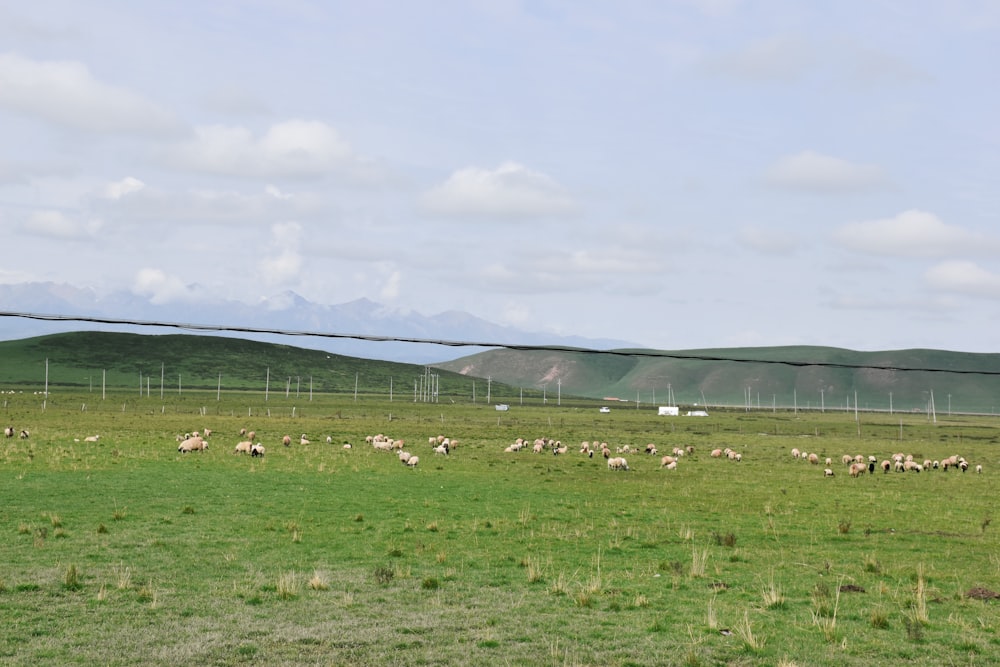 green grass field under white sky during daytime