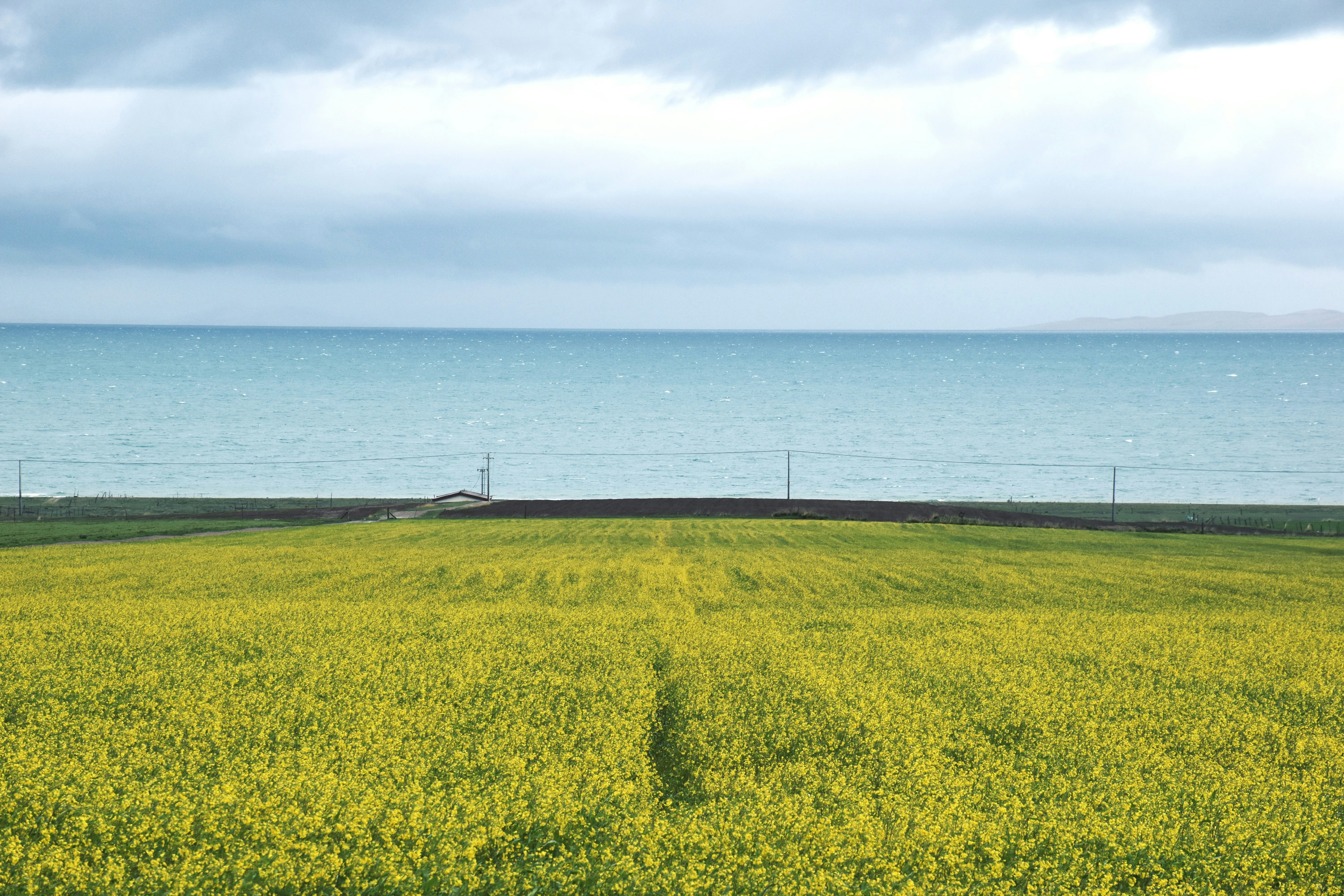 green grass field near sea under white clouds during daytime