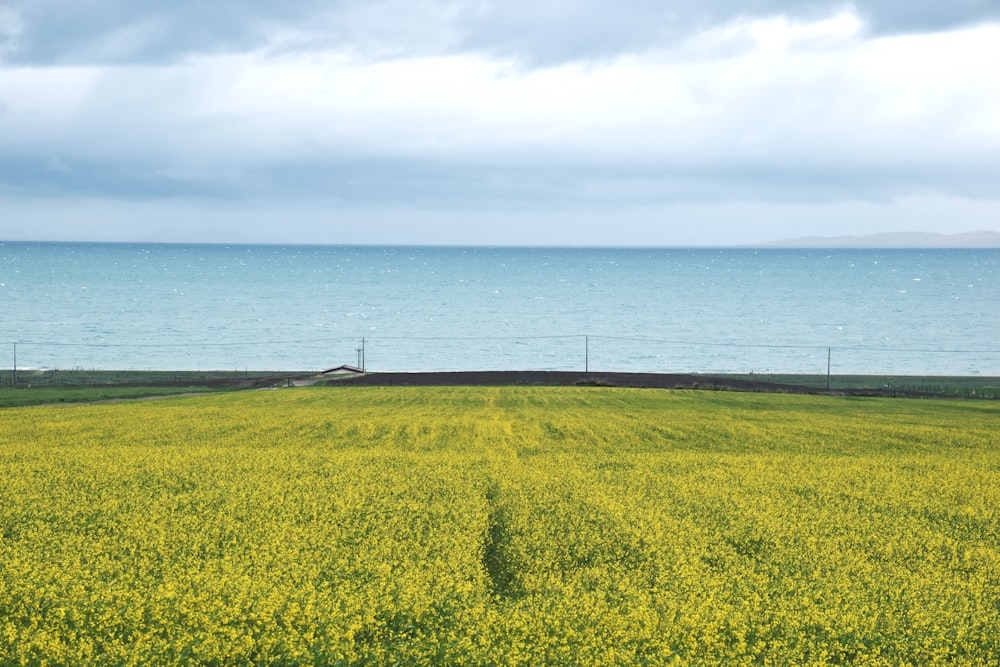 green grass field near sea under white clouds during daytime