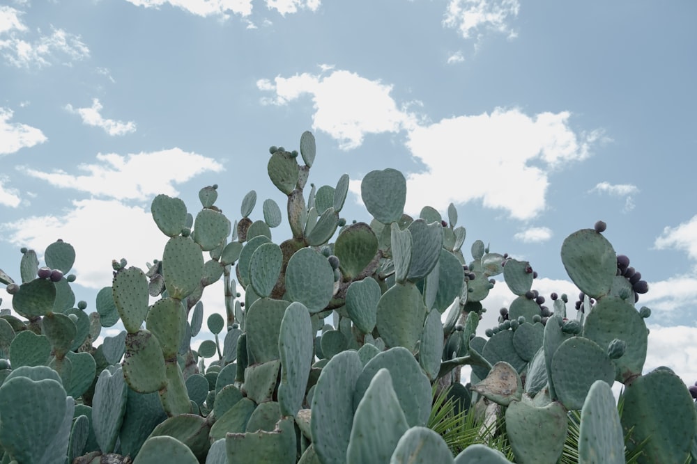 green cactus plants under blue sky during daytime