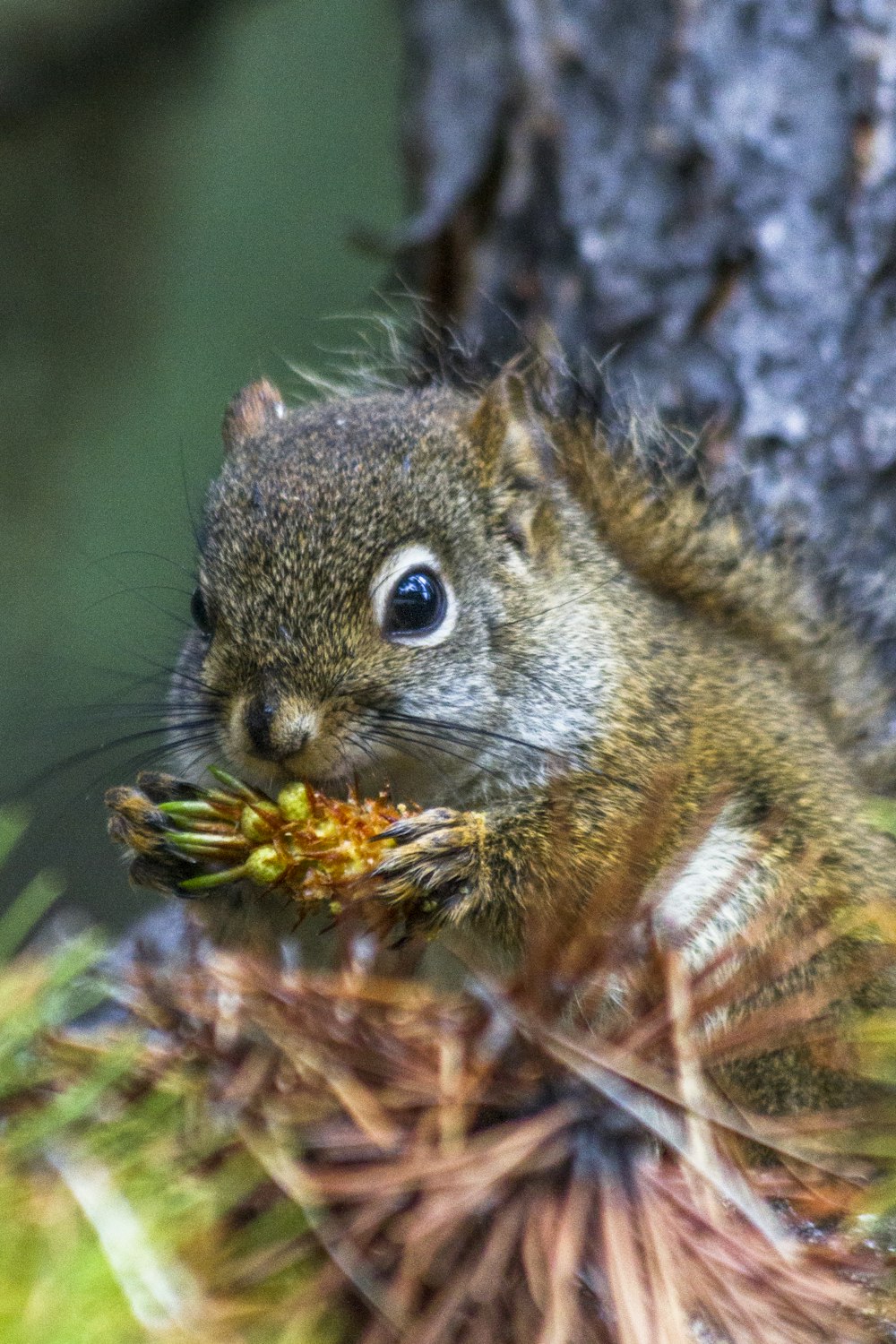 brown squirrel on brown and green plant