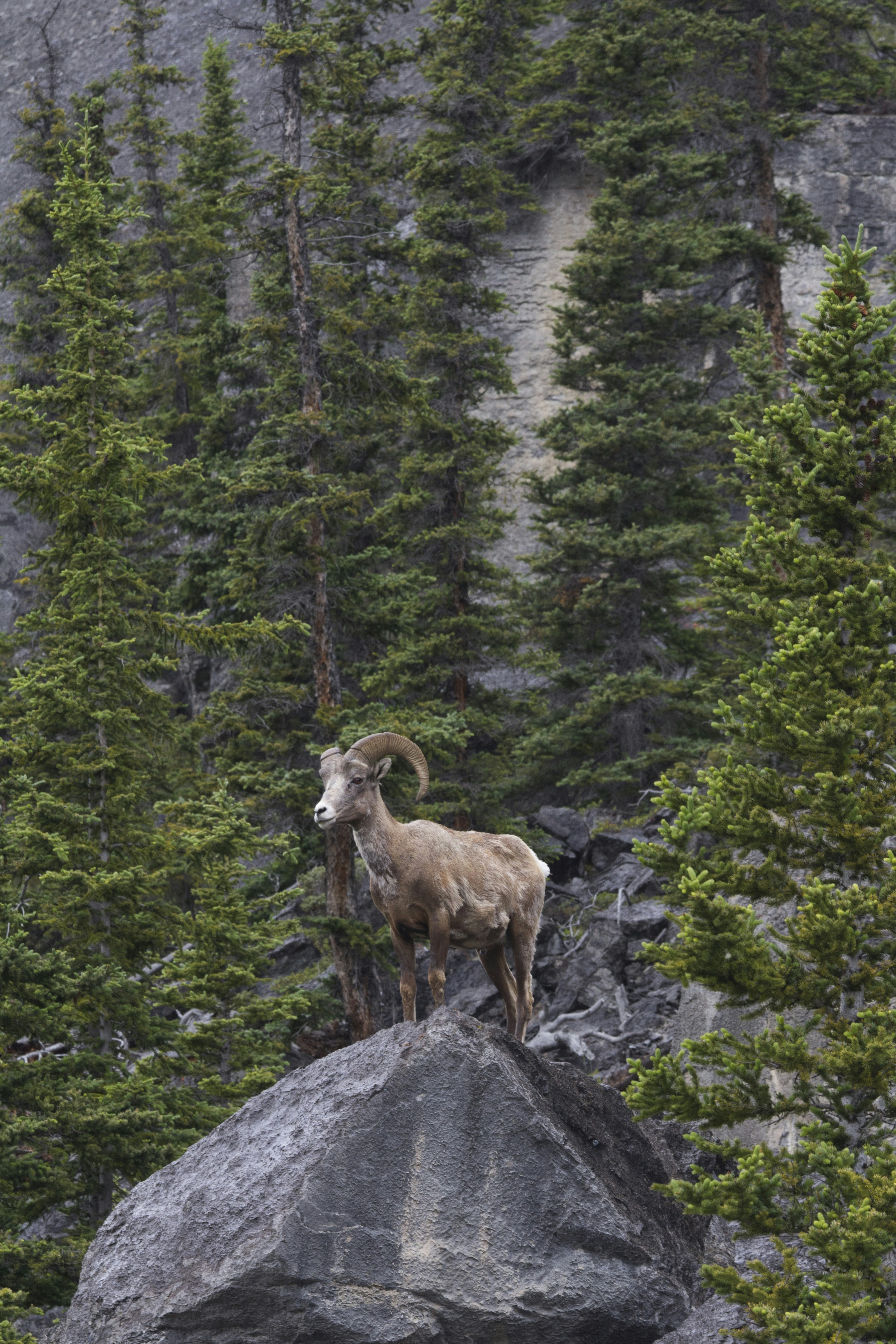 Mountain Goats