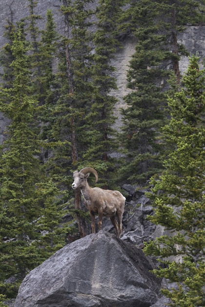 Rocky Mountain goat standing on a steep cliff face in Wyoming mountains