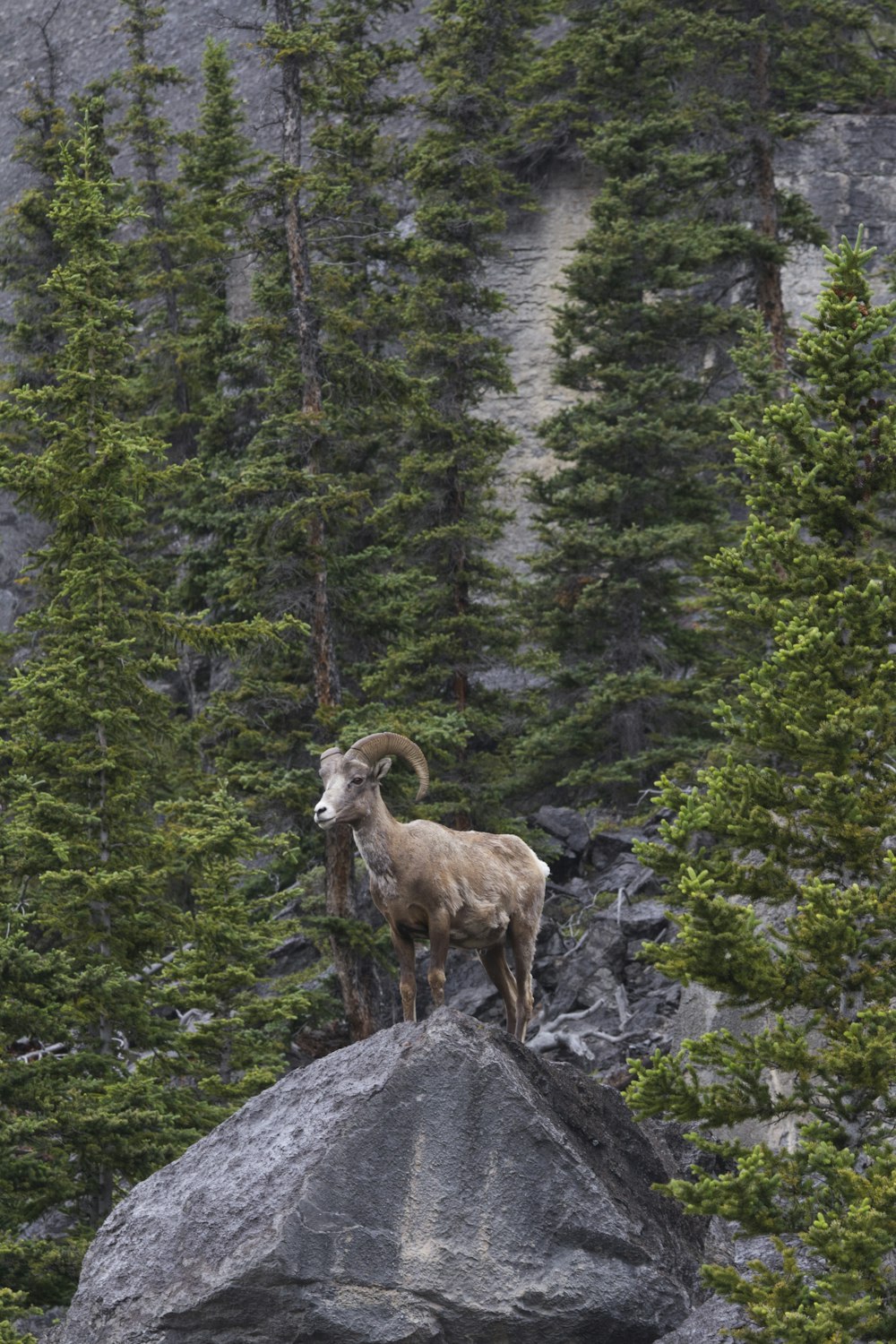 brown ram on green grass field during daytime