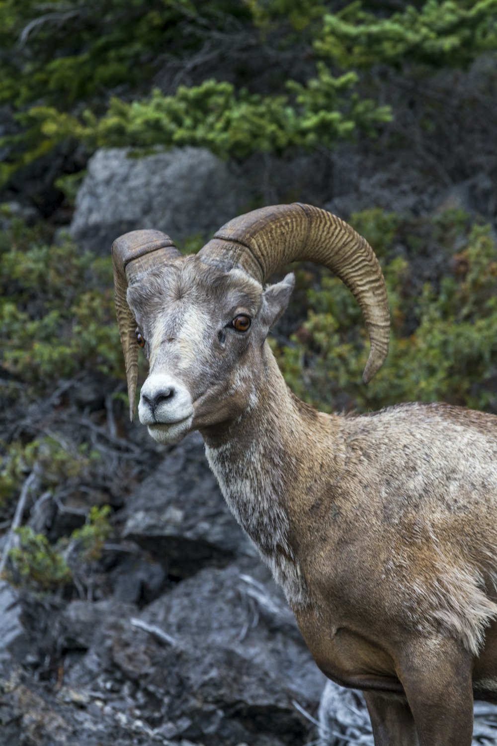 brown ram on gray rock