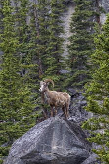 A mountain goat stands confidently atop a large gray rock, surrounded by dense evergreen trees. The natural environment features rocky and forested terrain, creating a rugged wilderness scene.