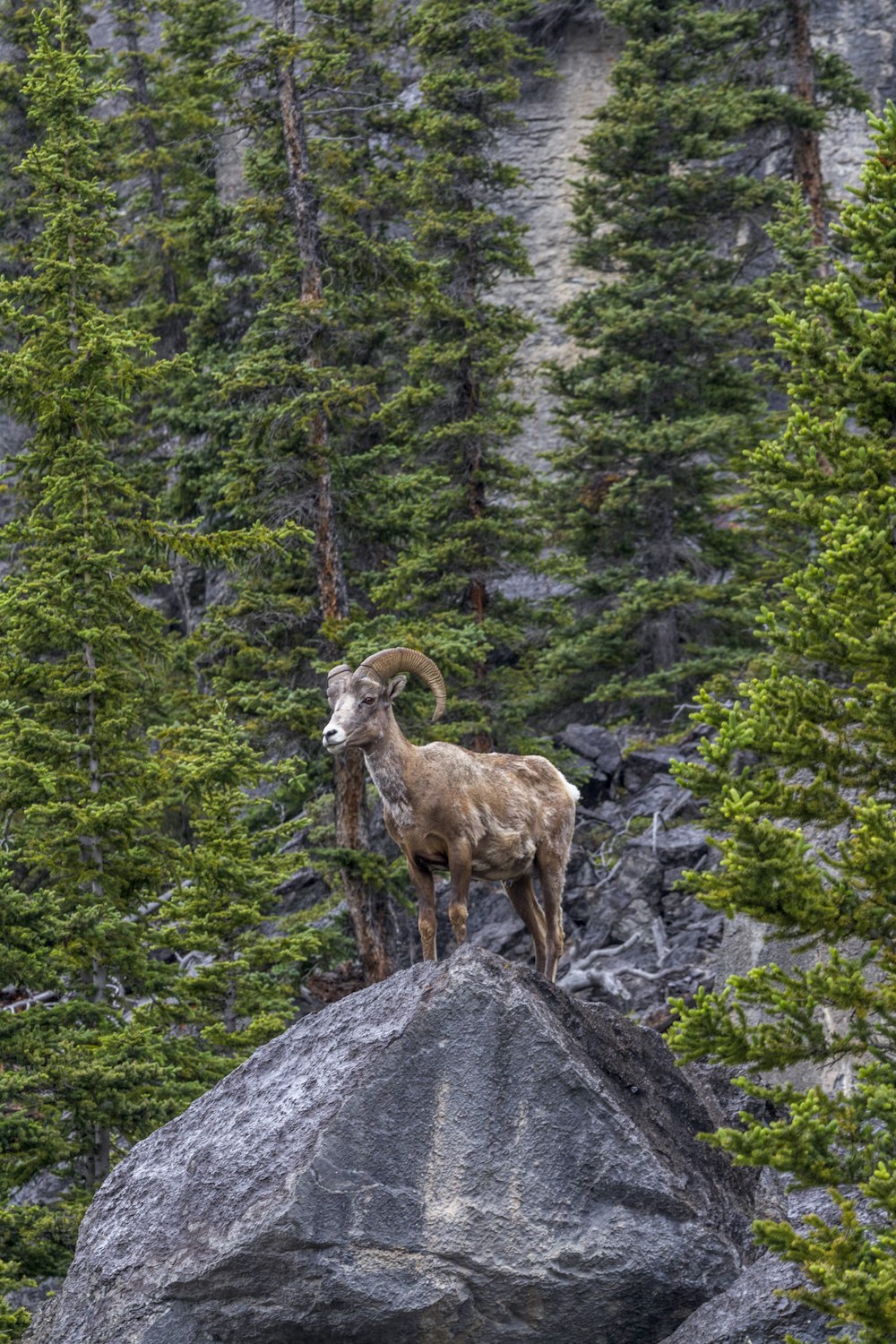 brown ram on gray rock during daytime