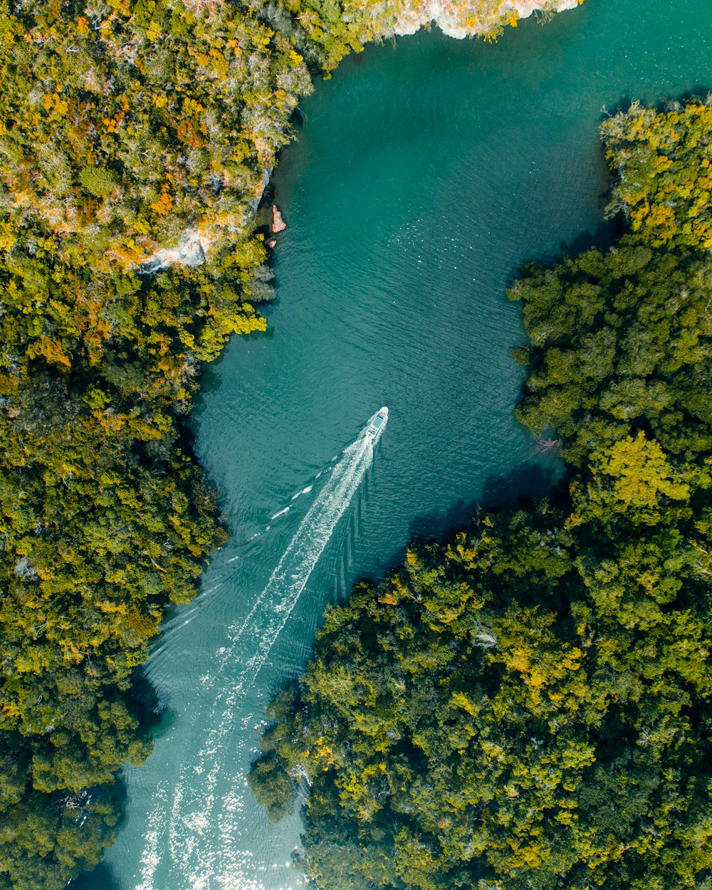 日中の水辺の緑の木々の空撮