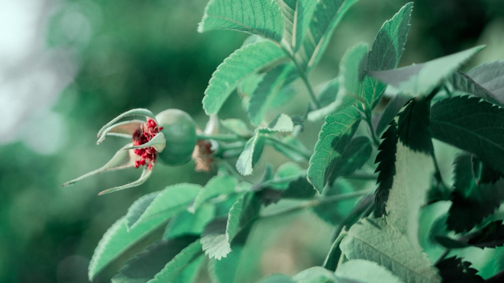 green plant with red flower buds