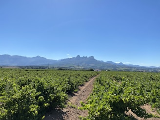 A vast vineyard stretches across the foreground, with rows of green grapevines under a clear blue sky. Rolling hills and distant mountains provide a scenic backdrop to the cultivated fields.