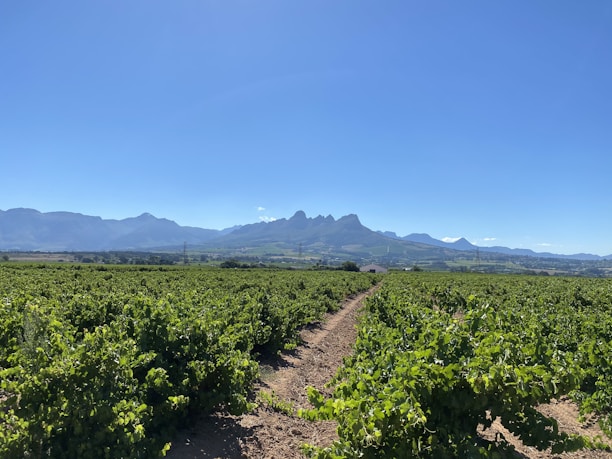 A vast vineyard stretches across the foreground, with rows of green grapevines under a clear blue sky. Rolling hills and distant mountains provide a scenic backdrop to the cultivated fields.