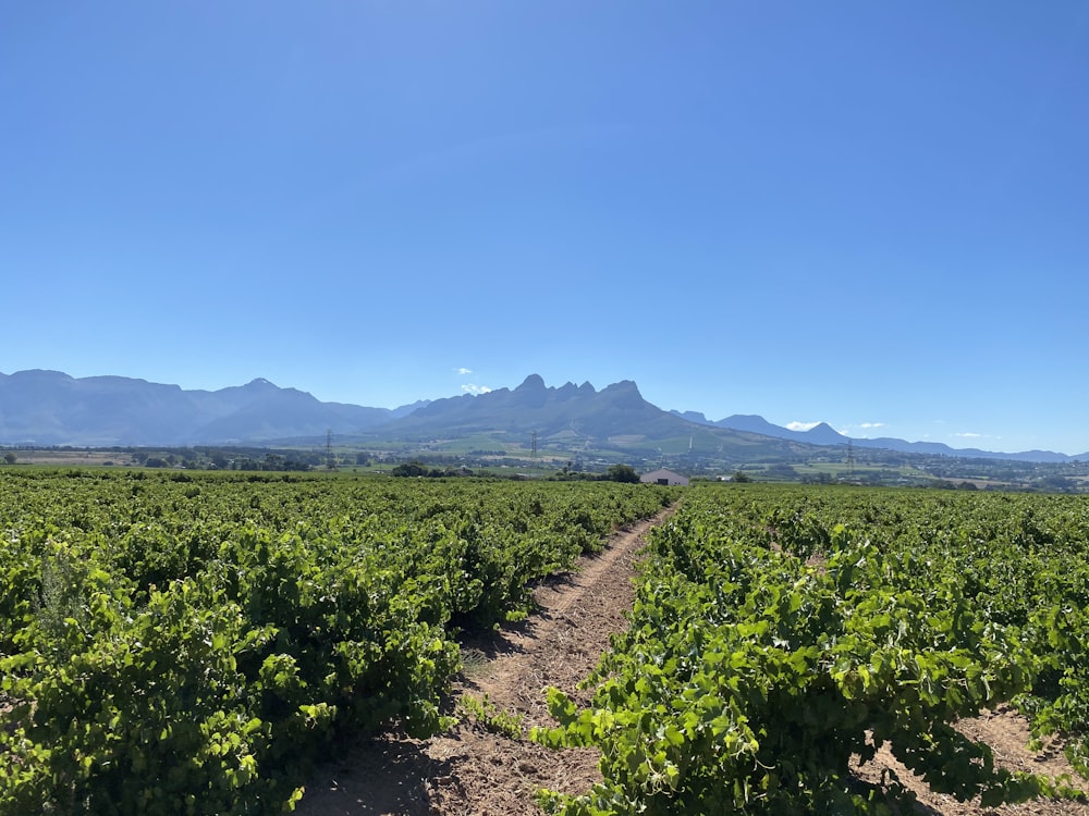 Campo de hierba verde bajo el cielo azul durante el día