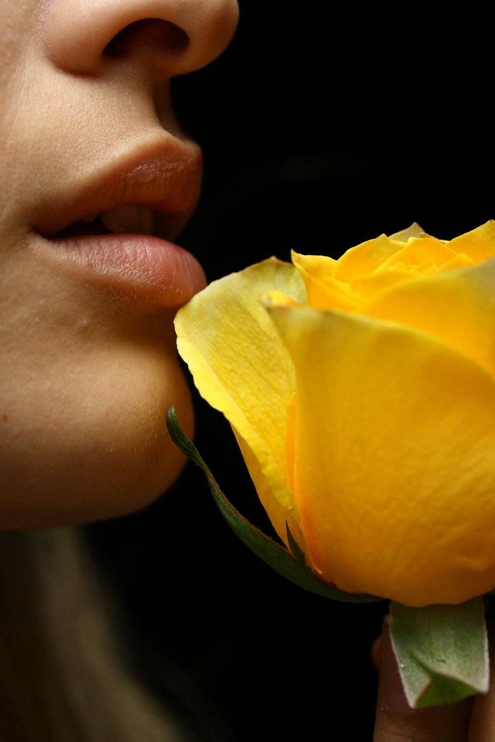 person holding yellow rose flower