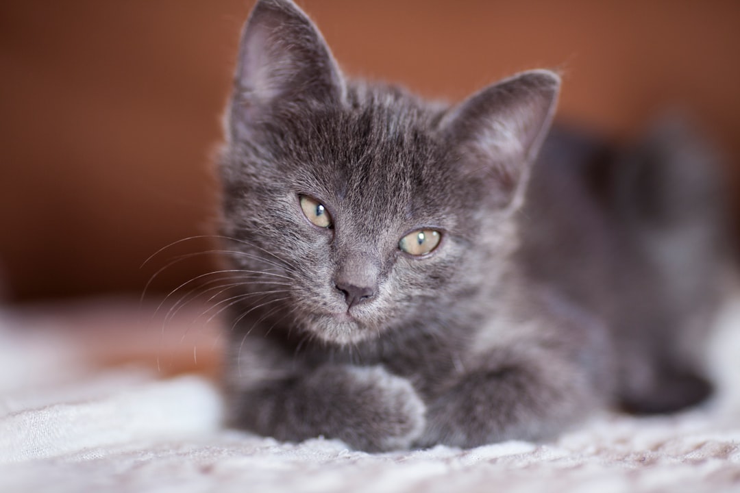 russian blue cat on white textile