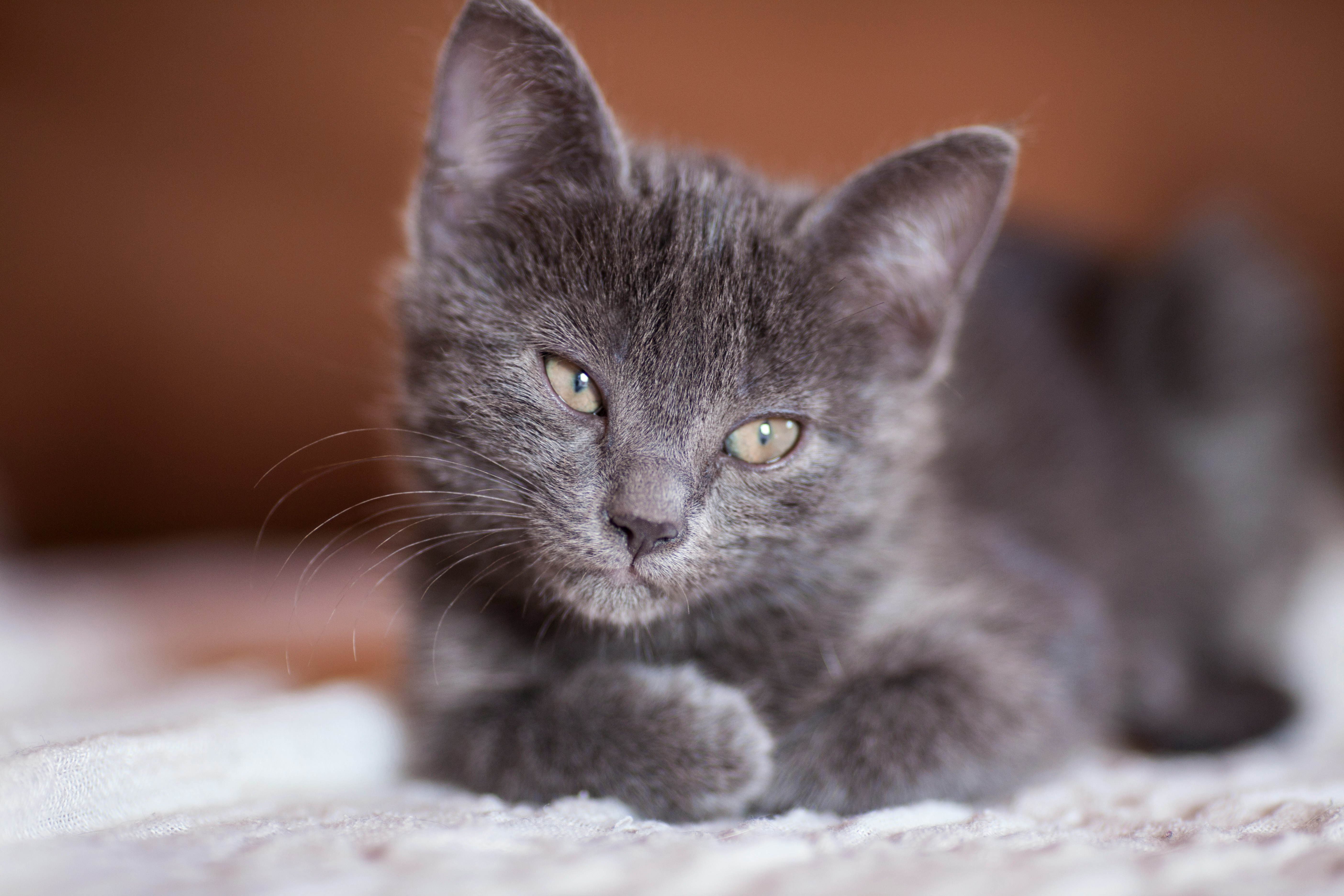 russian blue cat on white textile