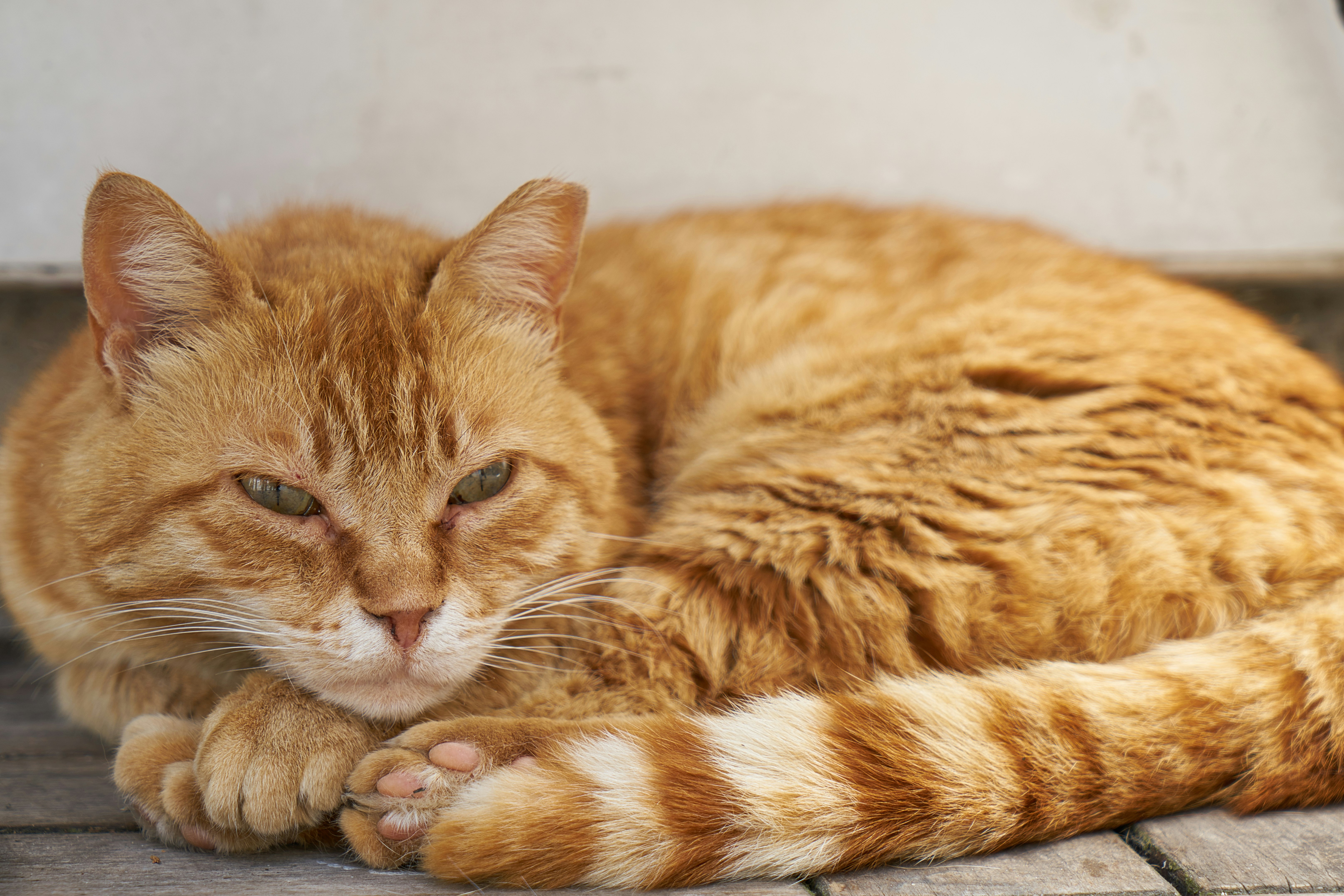 orange tabby cat lying on white textile