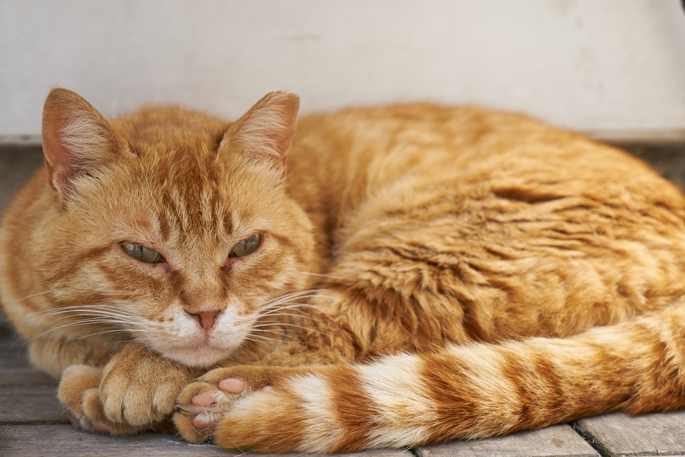 orange tabby cat lying on white textile