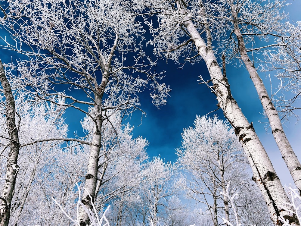 brown trees under blue sky during daytime