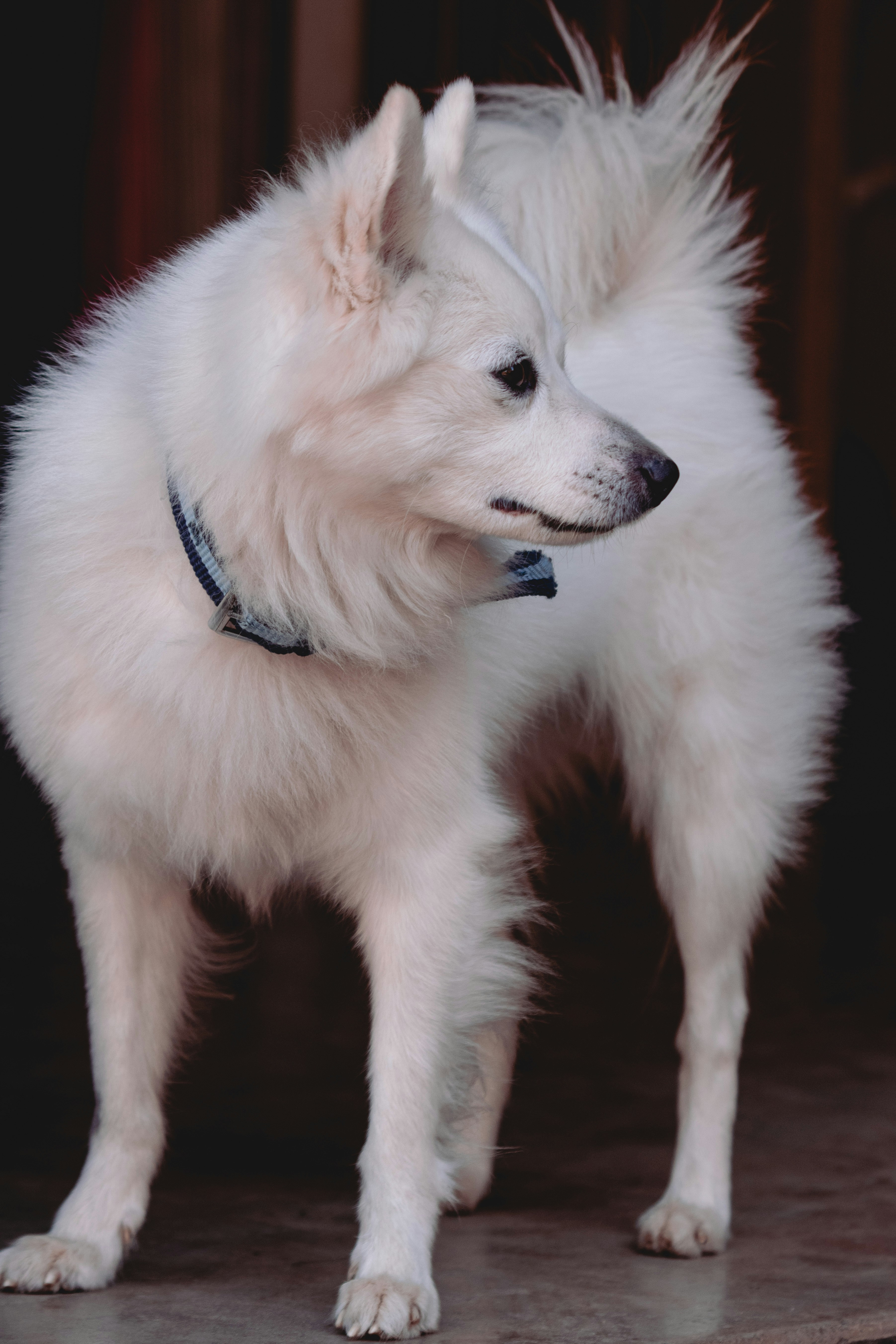 American Eskimo Dog