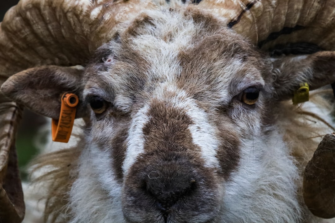 white and brown sheep on brown wooden cage