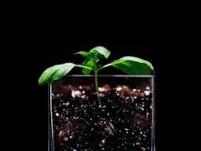 green leaf plant on black soil