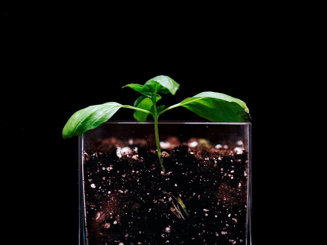transplante silver queen, soil, green leaf plant on black soil