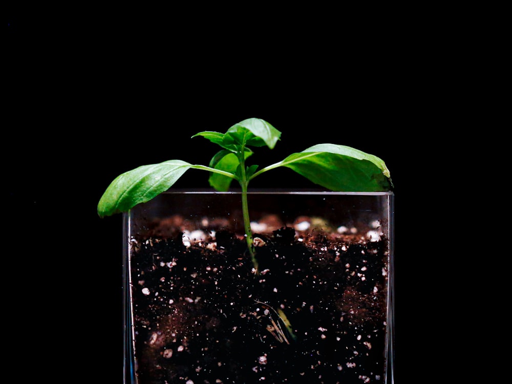 green leaf plant on black soil