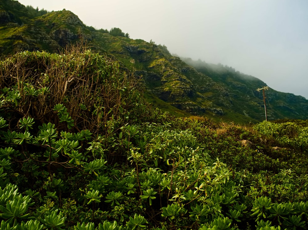 green grass on mountain during daytime