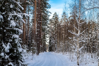 A serene snowy Finnish forest path winding through tall pine trees under a pale winter sky.
