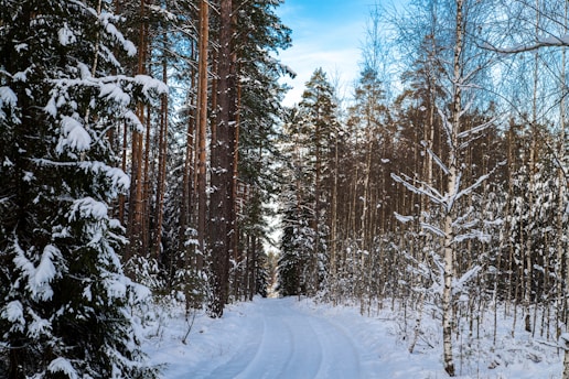A serene snowy Finnish forest path winding through tall pine trees under a pale winter sky.