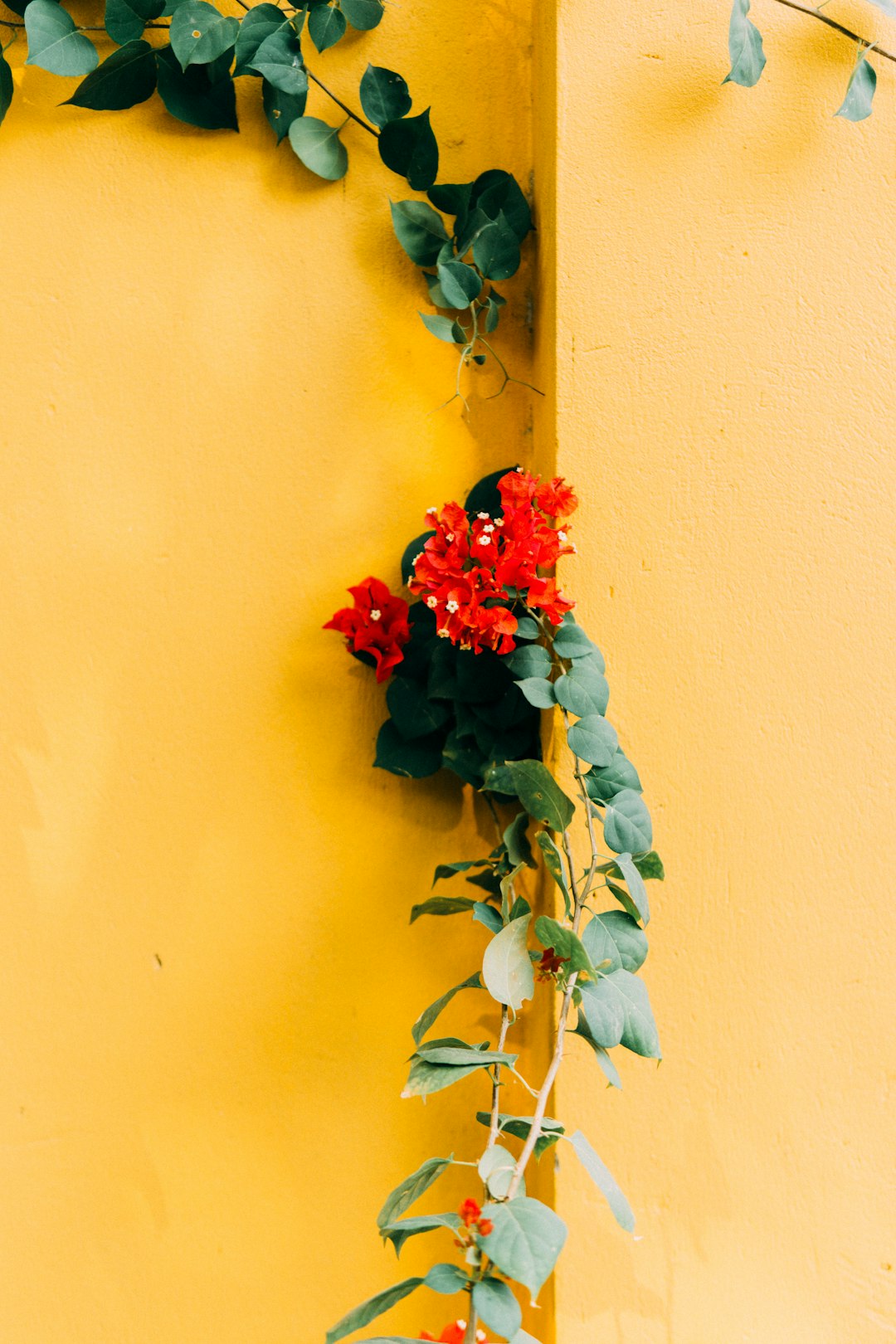 red roses and green leaves on yellow wall