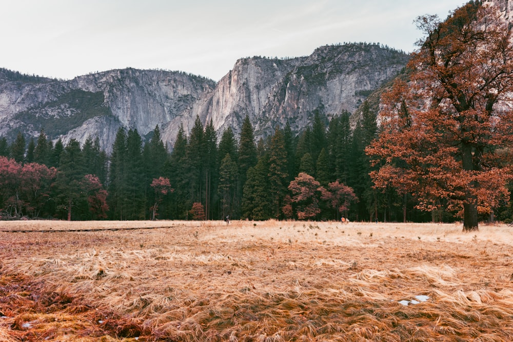 green trees near mountain during daytime