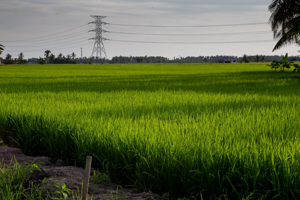 green grass field under white clouds during daytime