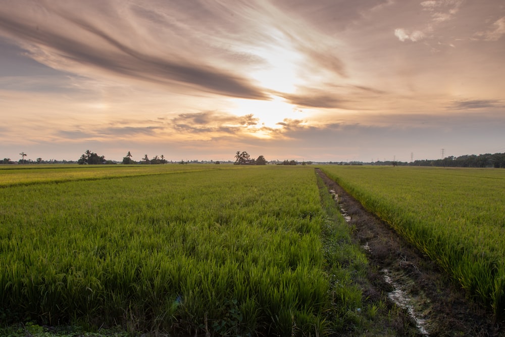 green grass field under cloudy sky during daytime