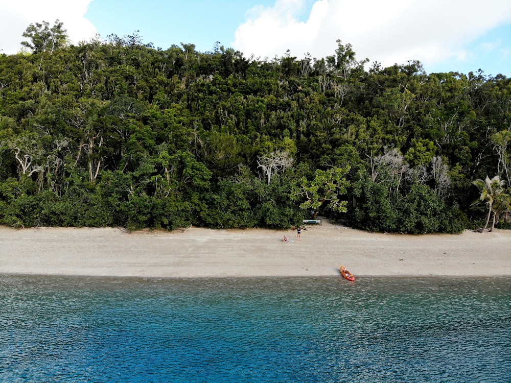 people on beach during daytime