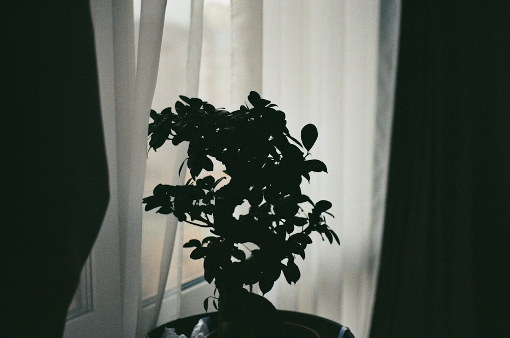 green plant on black pot