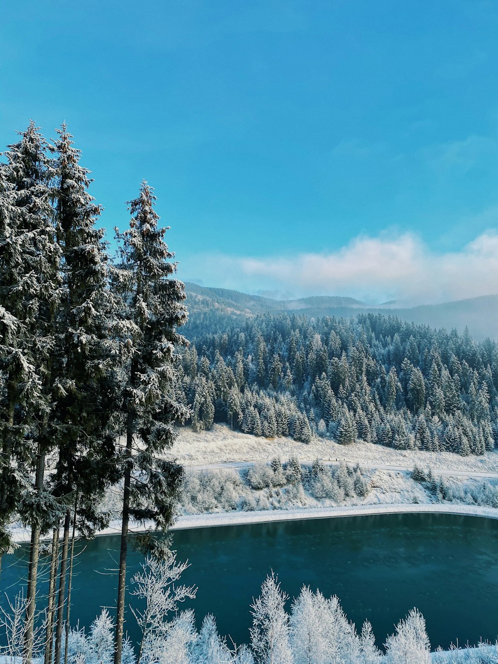 green pine trees near lake under blue sky during daytime