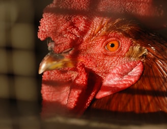 Close-up of a rooster's detailed feathers and sharp eyes in natural sunlight.