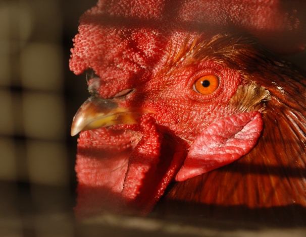 Close-up of a rooster's detailed feathers and sharp eyes in natural sunlight.