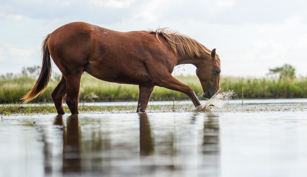cheval brun sur l’eau pendant la journée